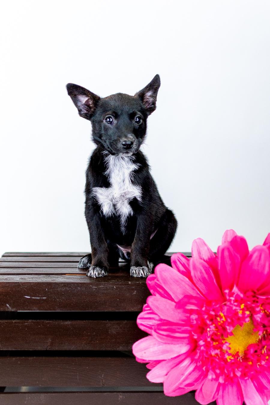 358-26, ADOPTABLE, Puppy Female Australian Cattle Dog / Blue Heeler.