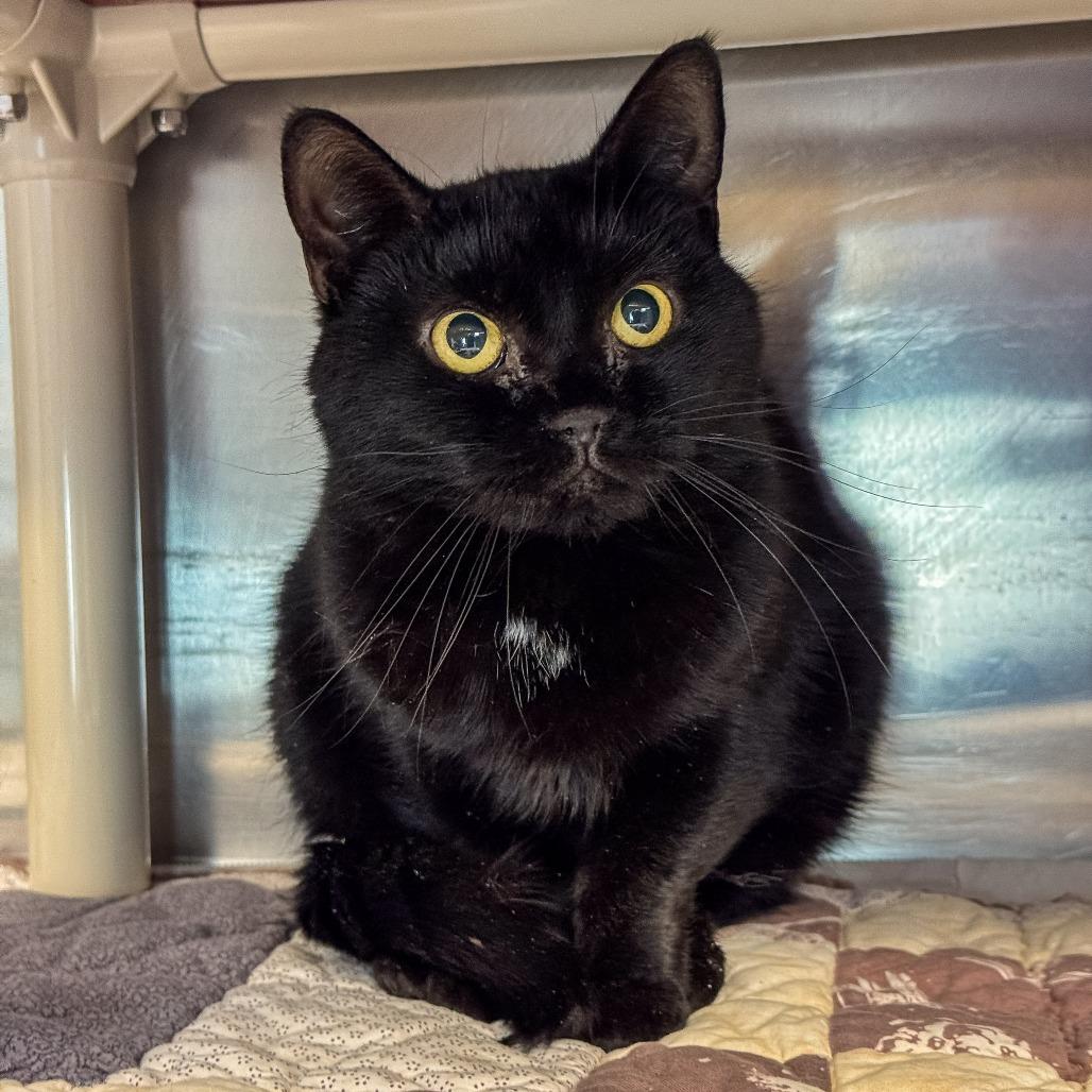 Enlarge Tiana *Bonded w/ Merida* *Avail. by appt.*, a Adoptable Domestic Short Hair in Kennebunk, ME image 1/6