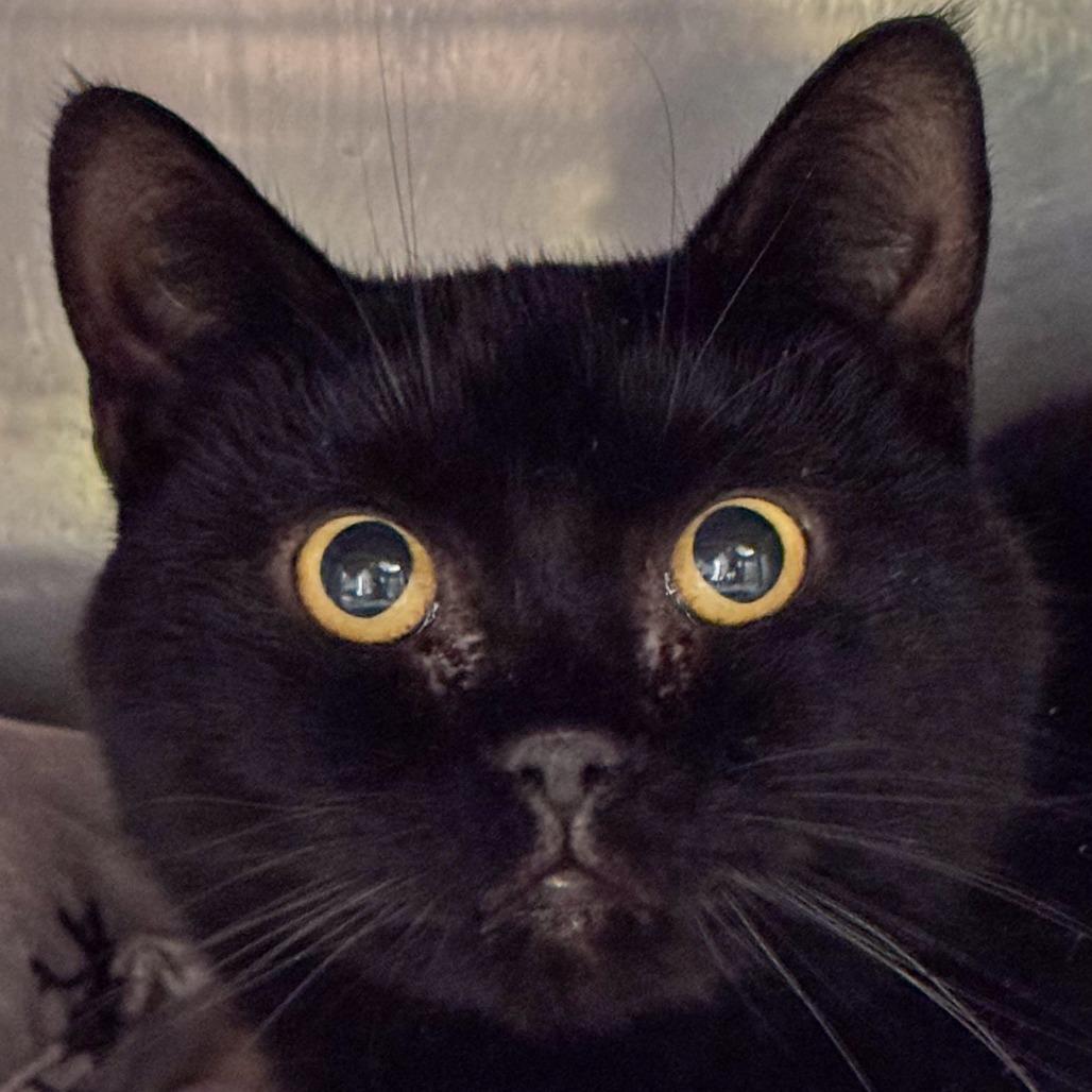 Enlarge Tiana *Bonded w/ Merida* *Avail. by appt.*, a Adoptable Domestic Short Hair in Kennebunk, ME image 3/6