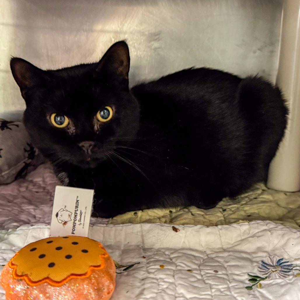 Enlarge Tiana *Bonded w/ Merida* *Avail. by appt.*, a Adoptable Domestic Short Hair in Kennebunk, ME image 4/6