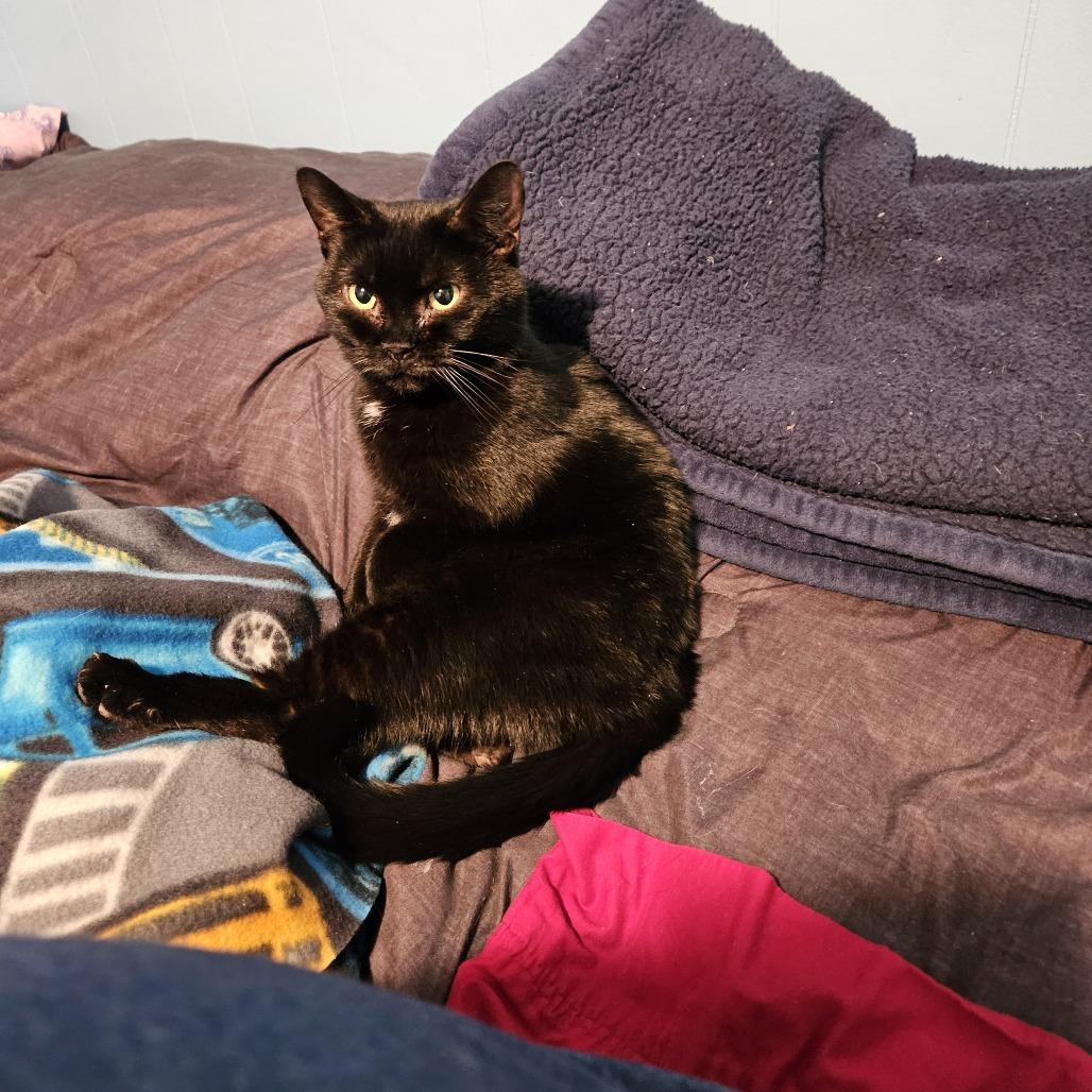 Enlarge Tiana *Bonded w/ Merida* *Avail. by appt.*, a Adoptable Domestic Short Hair in Kennebunk, ME image 5/6