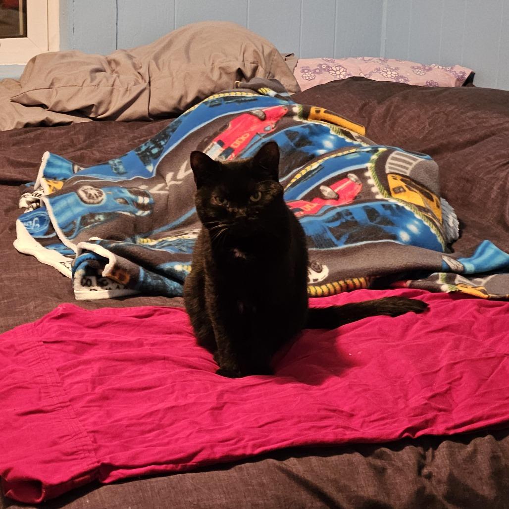 Enlarge Tiana *Bonded w/ Merida* *Avail. by appt.*, a Adoptable Domestic Short Hair in Kennebunk, ME image 6/6