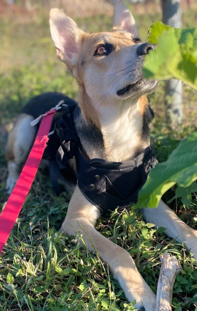 Bambi photo 4