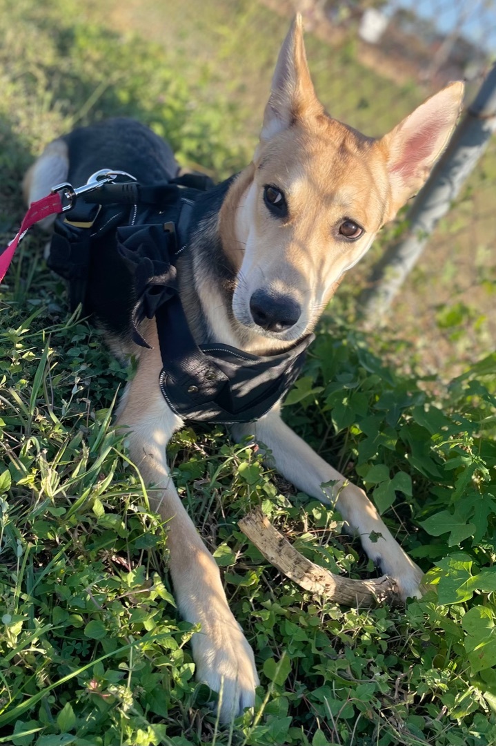 Bambi photo 5