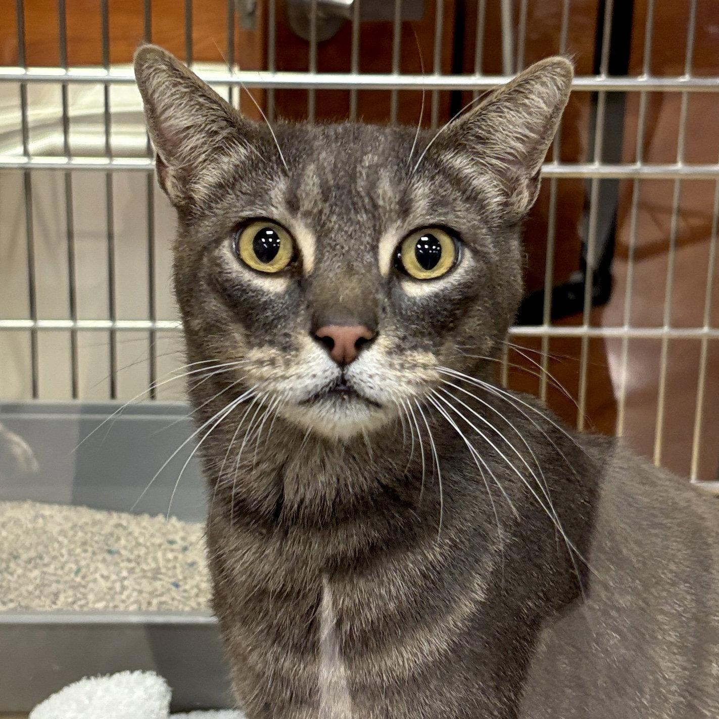 Jeb, Adoptable, Adult Male Domestic Short Hair.