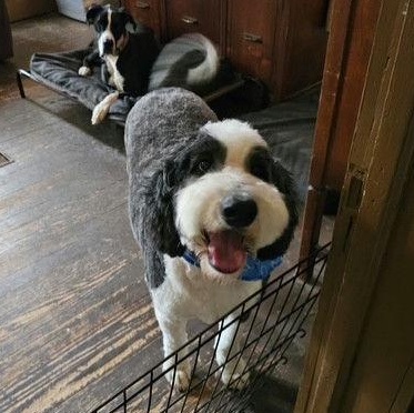 Joey — thumbnail 2