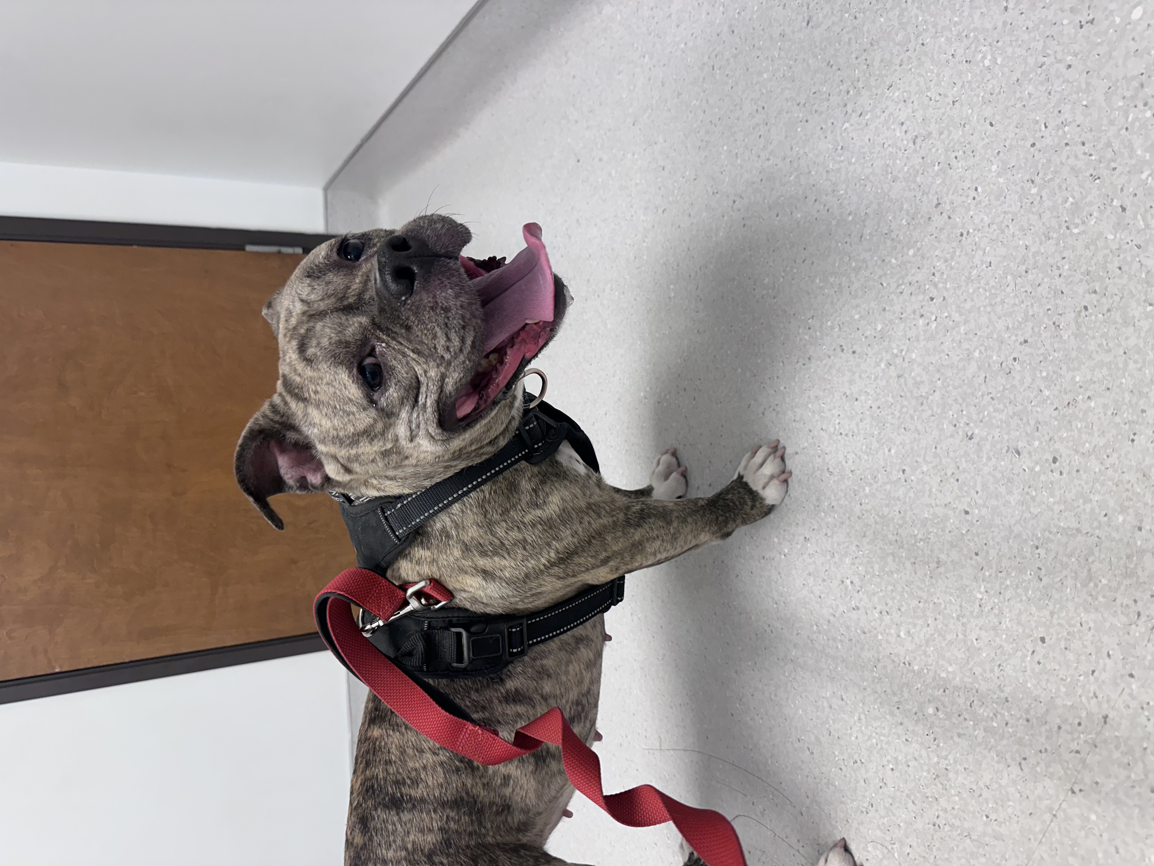 Ivy, Adopted, Adult Female Staffordshire Bull Terrier.