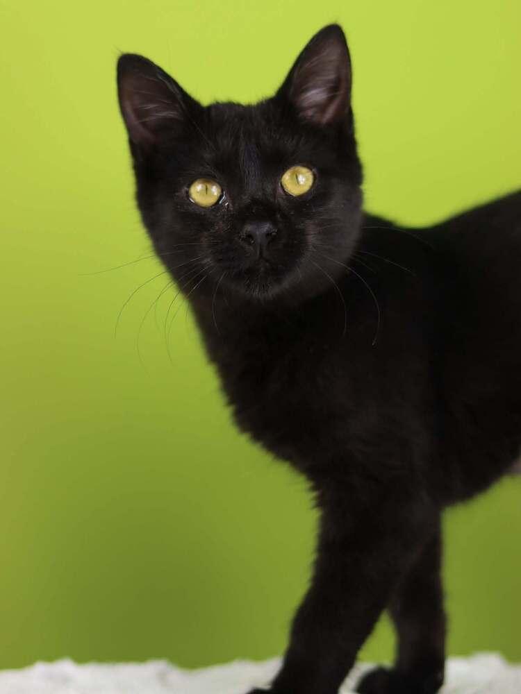 Sophie, Adoptable, Kitten Female Domestic Short Hair.