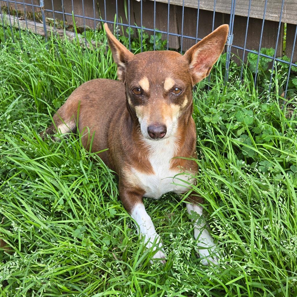Tessie, a Adoptable Chihuahua in Katy, TX image 1/3