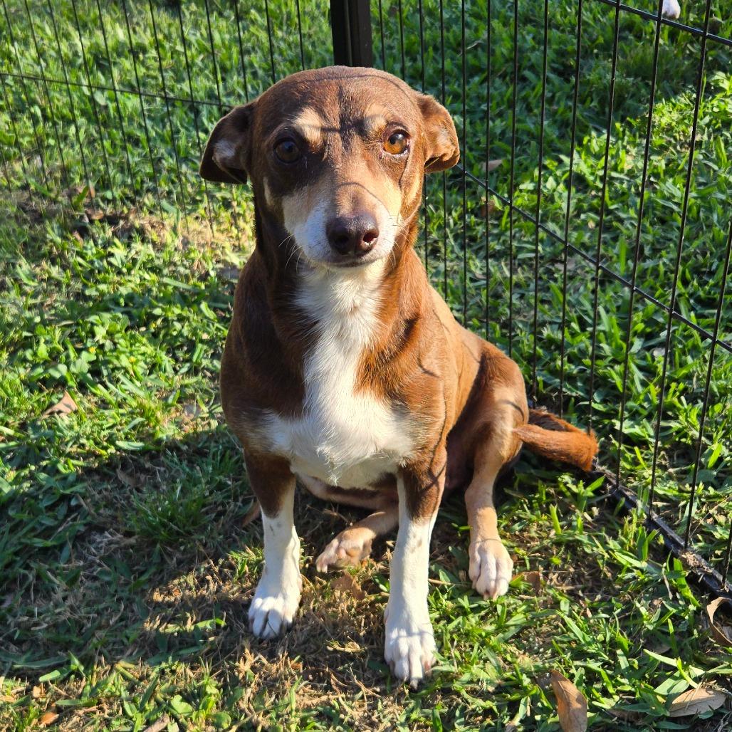 Tessie, a Adoptable Chihuahua in Katy, TX image 2/3
