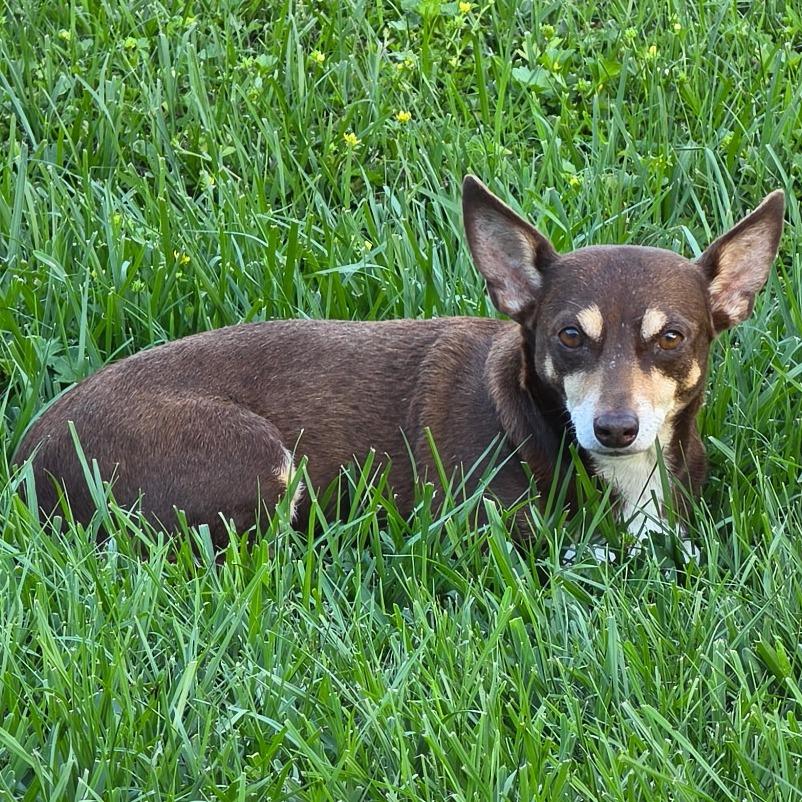 Enlarge Tessie, a Adoptable Chihuahua in Katy, TX image 3/5