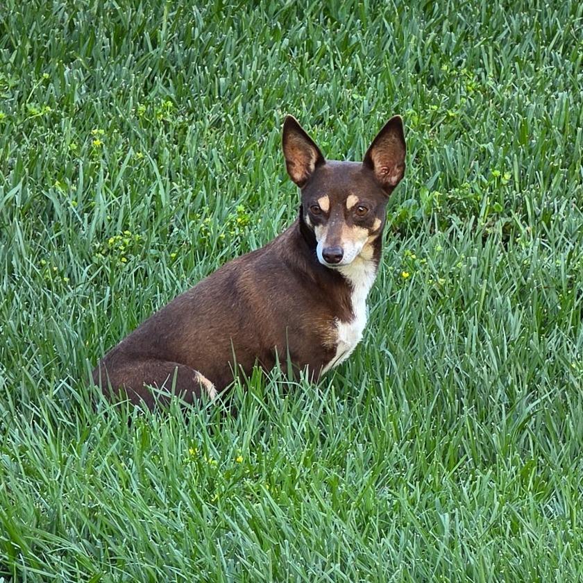 Enlarge Tessie, a Adoptable Chihuahua in Katy, TX image 5/5