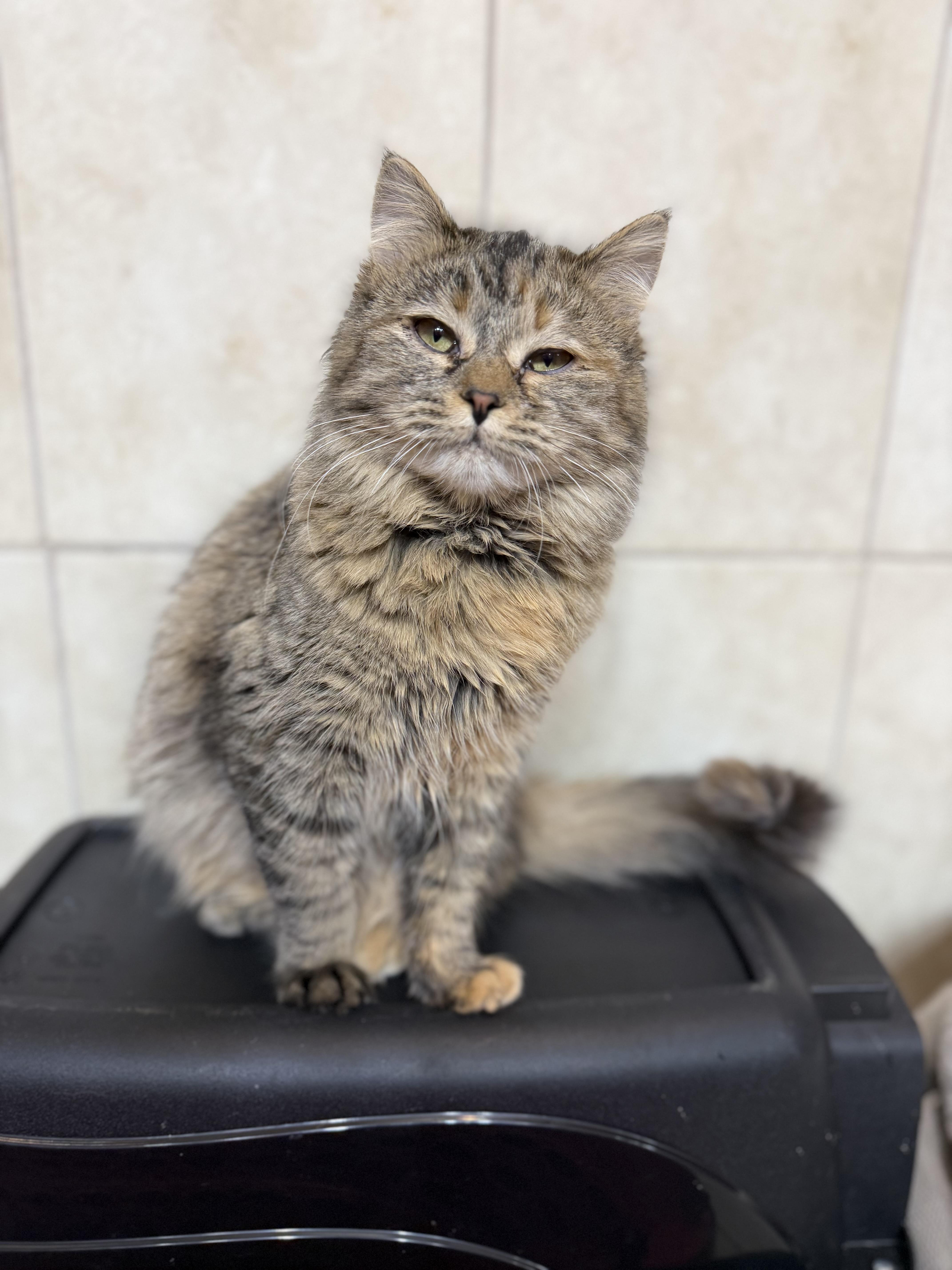 Enlarge Myla, an adopted Domestic Medium Hair in Naperville, IL image 5/5