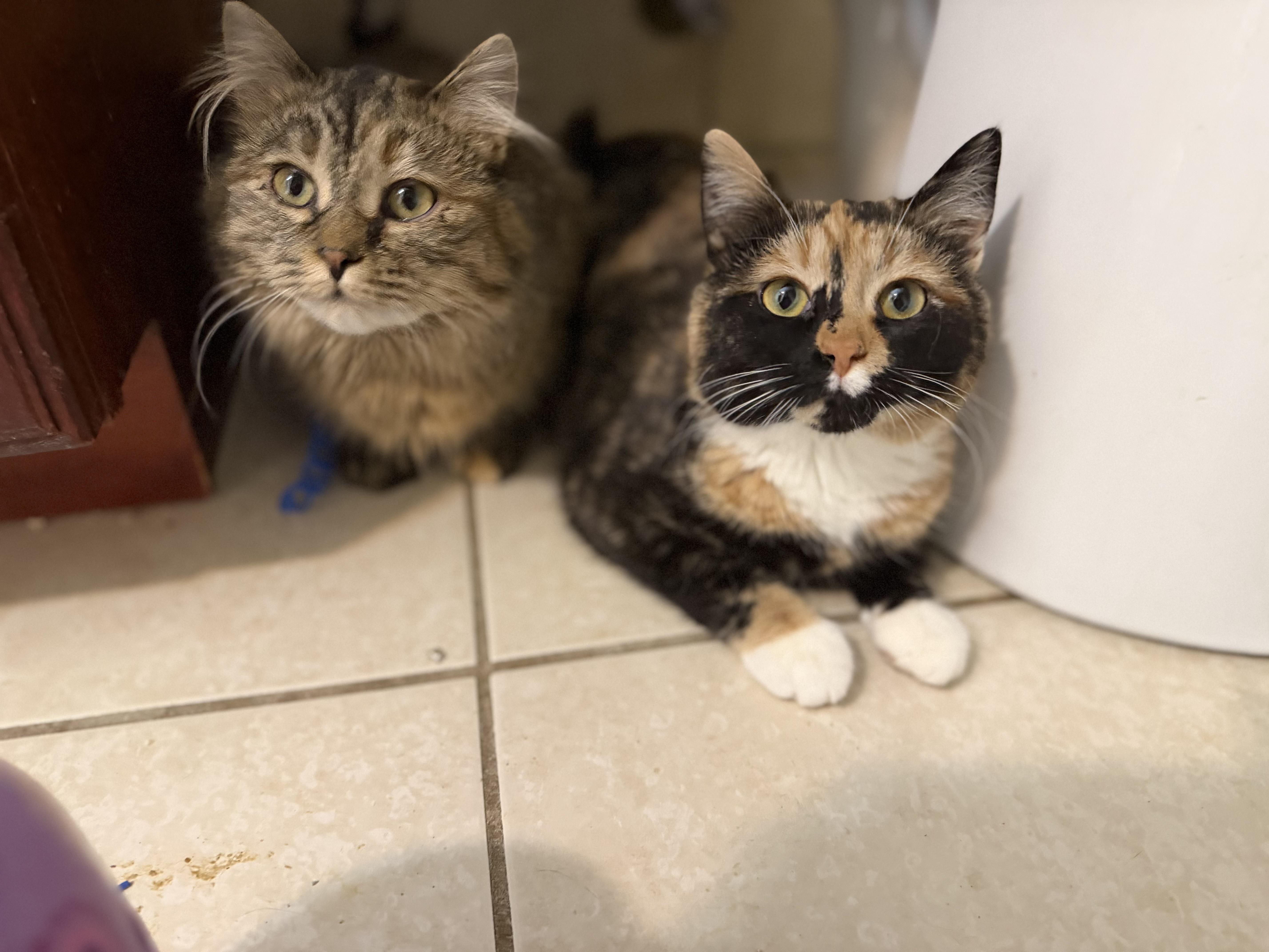 Enlarge Myla, an adopted Domestic Medium Hair in Naperville, IL image 3/5