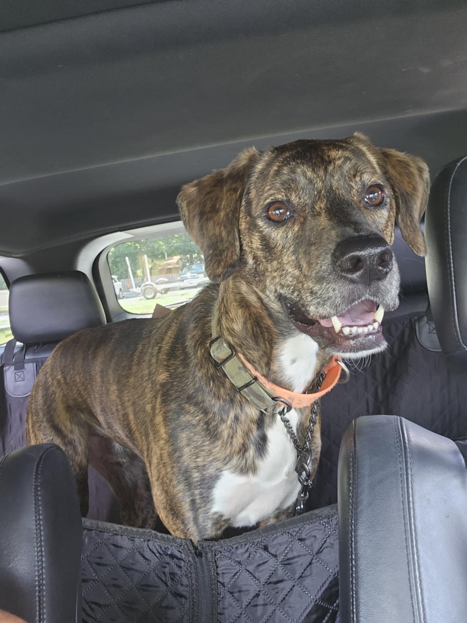 Enlarge Tyson, a Adoptable Mixed Breed in Millersville, MD image 3/3