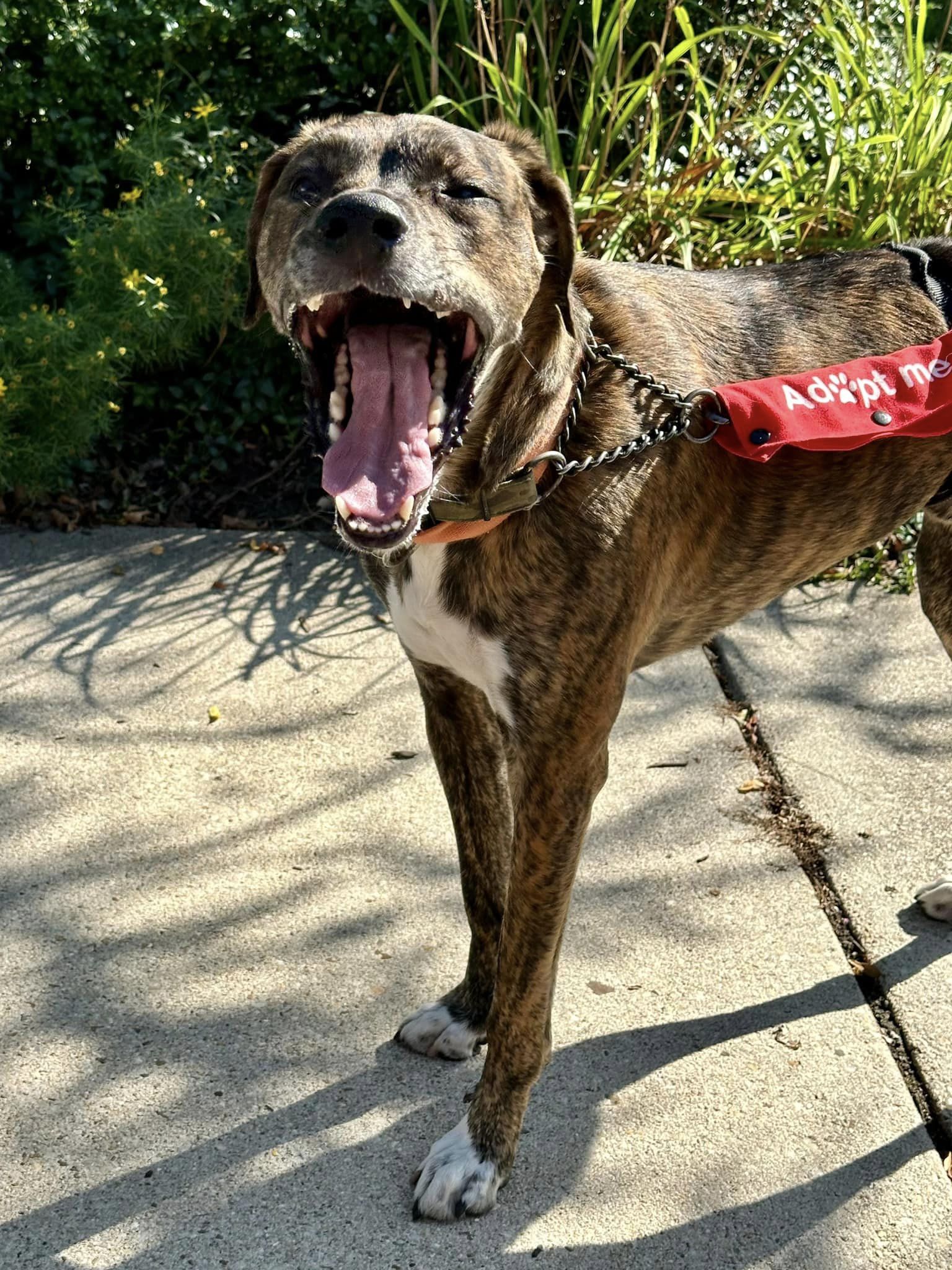 Enlarge Tyson, a Adoptable Mixed Breed in Millersville, MD image 2/3