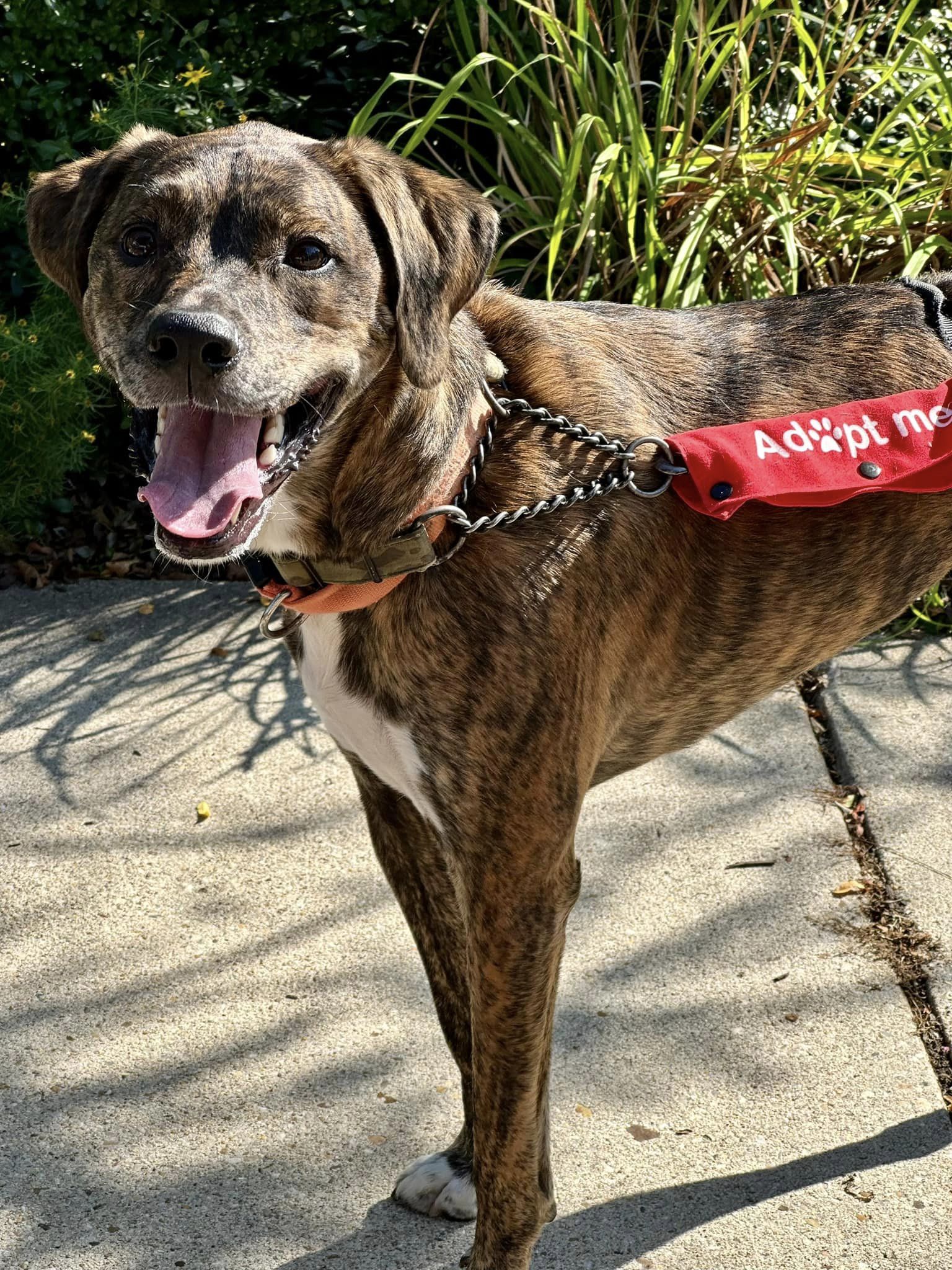 Tyson, Adoptable, Adult Male Mixed Breed.