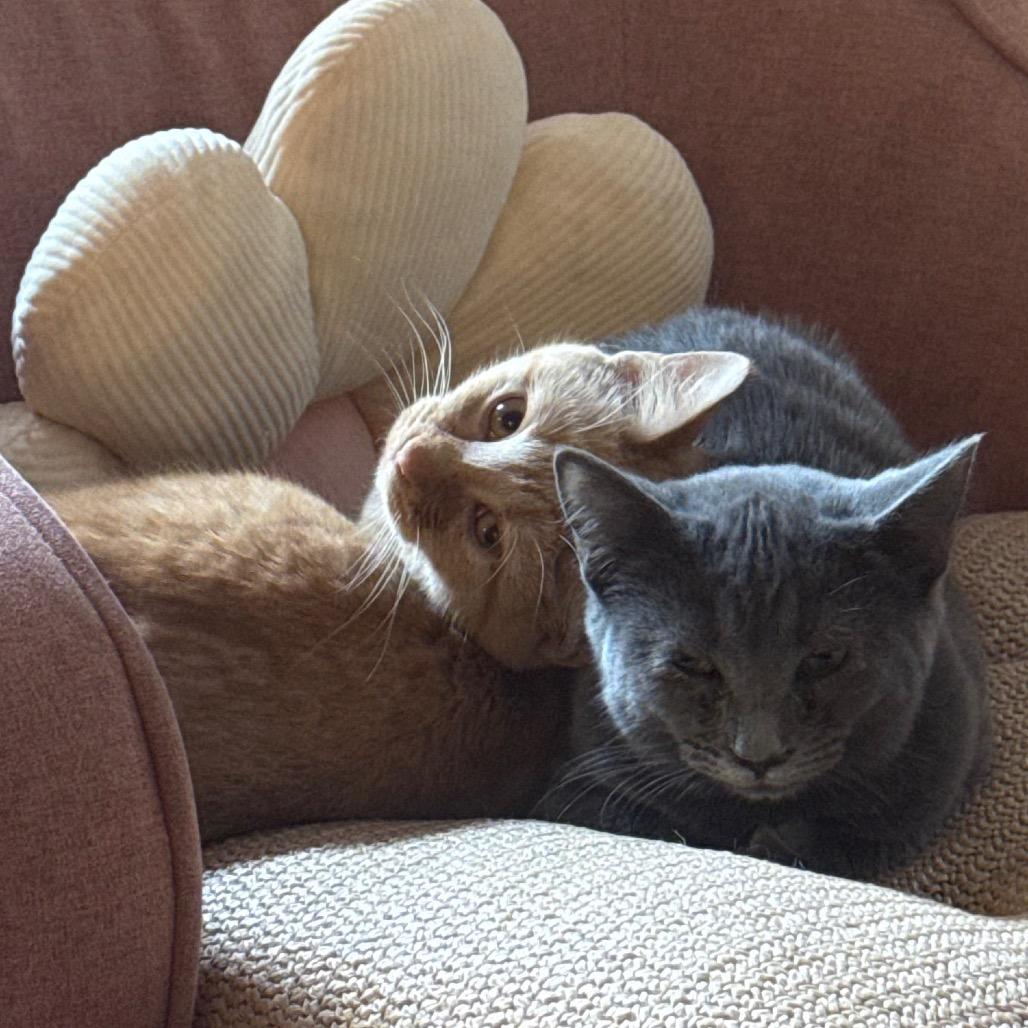 Enlarge Super Siblings: Kara (16705), a Adoptable Domestic Short Hair in Washington, DC image 1/6