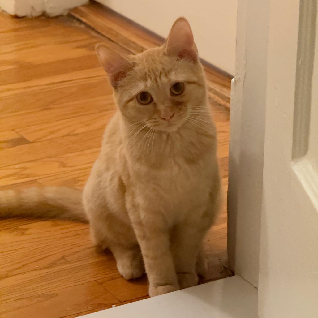 Enlarge Super Siblings: Kara (16705), a Adoptable Domestic Short Hair in Washington, DC image 2/6