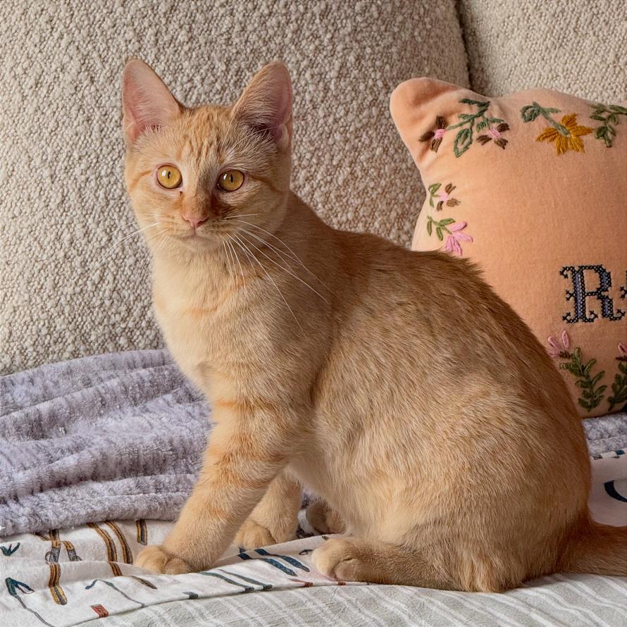 Enlarge Super Siblings: Kara (16705), a Adoptable Domestic Short Hair in Washington, DC image 3/6