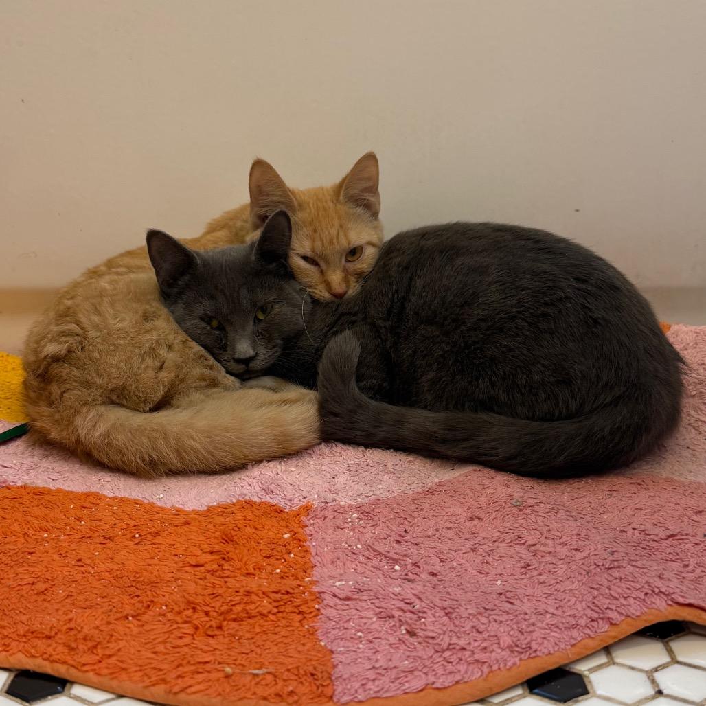 Enlarge Super Siblings: Kara (16705), a Adoptable Domestic Short Hair in Washington, DC image 4/6