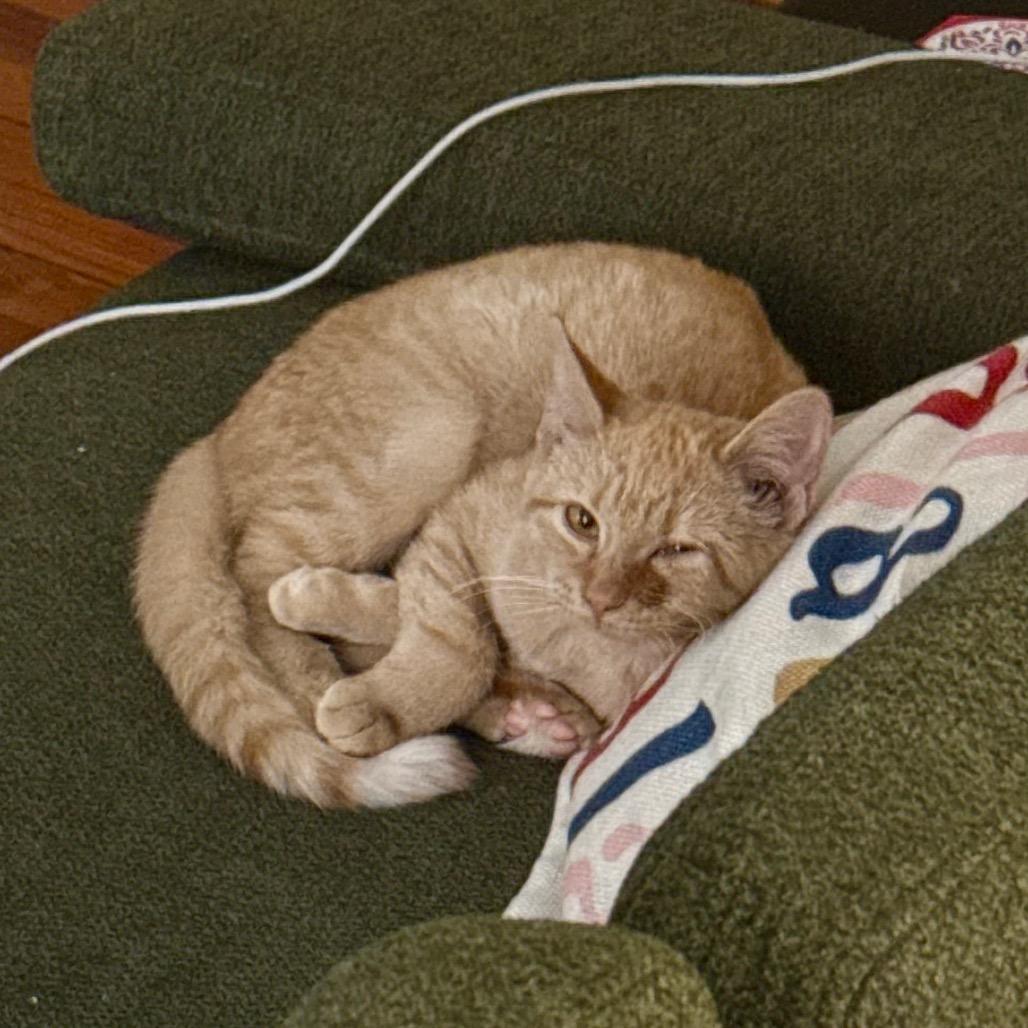 Enlarge Super Siblings: Kara (16705), a Adoptable Domestic Short Hair in Washington, DC image 5/6