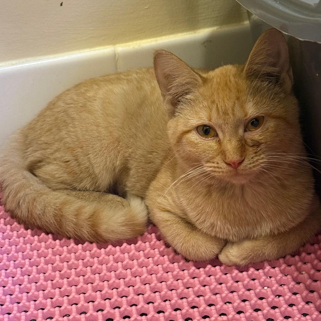 Enlarge Super Siblings: Kara (16705), a Adoptable Domestic Short Hair in Washington, DC image 6/6