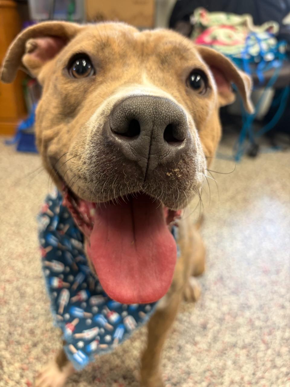 Bonnie, ADOPTABLE, Young Female Pit Bull Terrier.