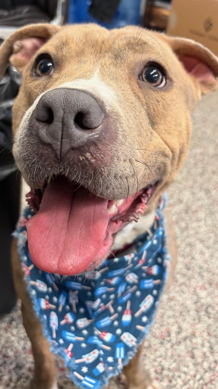 Bonnie, a ADOPTABLE Pit Bull Terrier in Tiffin, OH image 6/6