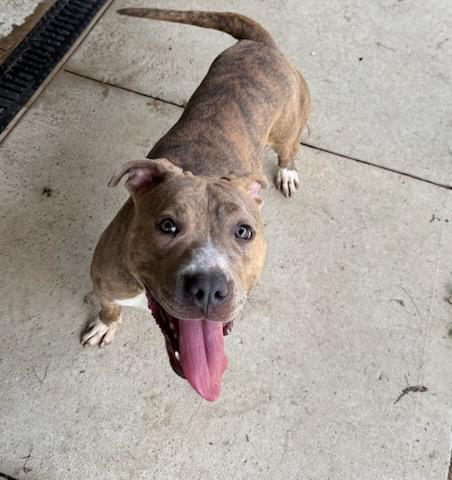 Bonnie, a ADOPTABLE Pit Bull Terrier in Tiffin, OH image 4/6