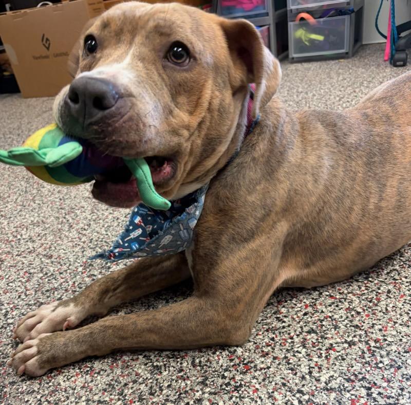 Bonnie, a ADOPTABLE Pit Bull Terrier in Tiffin, OH image 2/6