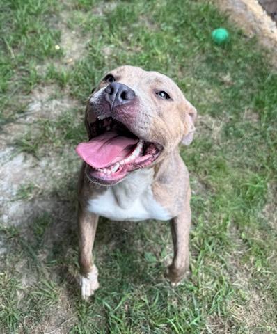 Bonnie, a ADOPTABLE Pit Bull Terrier in Tiffin, OH image 3/6