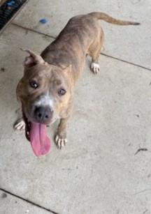 Bonnie, a ADOPTABLE Pit Bull Terrier in Tiffin, OH image 5/6