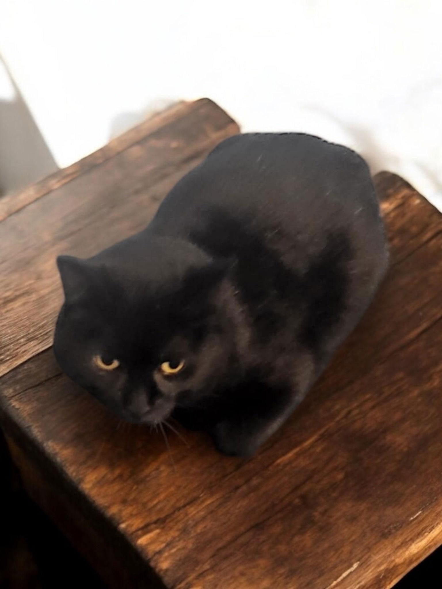 Veronica, Adoptable, Adult Female Domestic Short Hair.