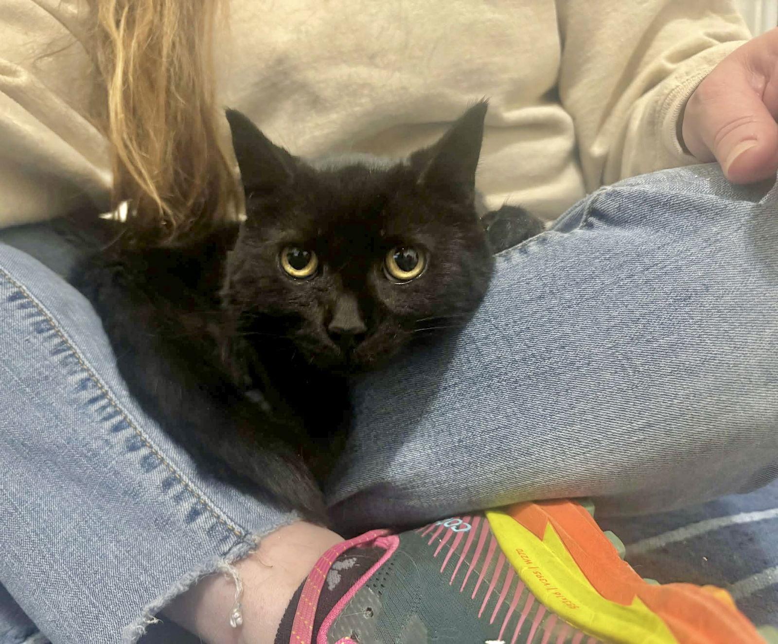 Veronica, a Adoptable Domestic Short Hair in Champaign, IL image 2/3