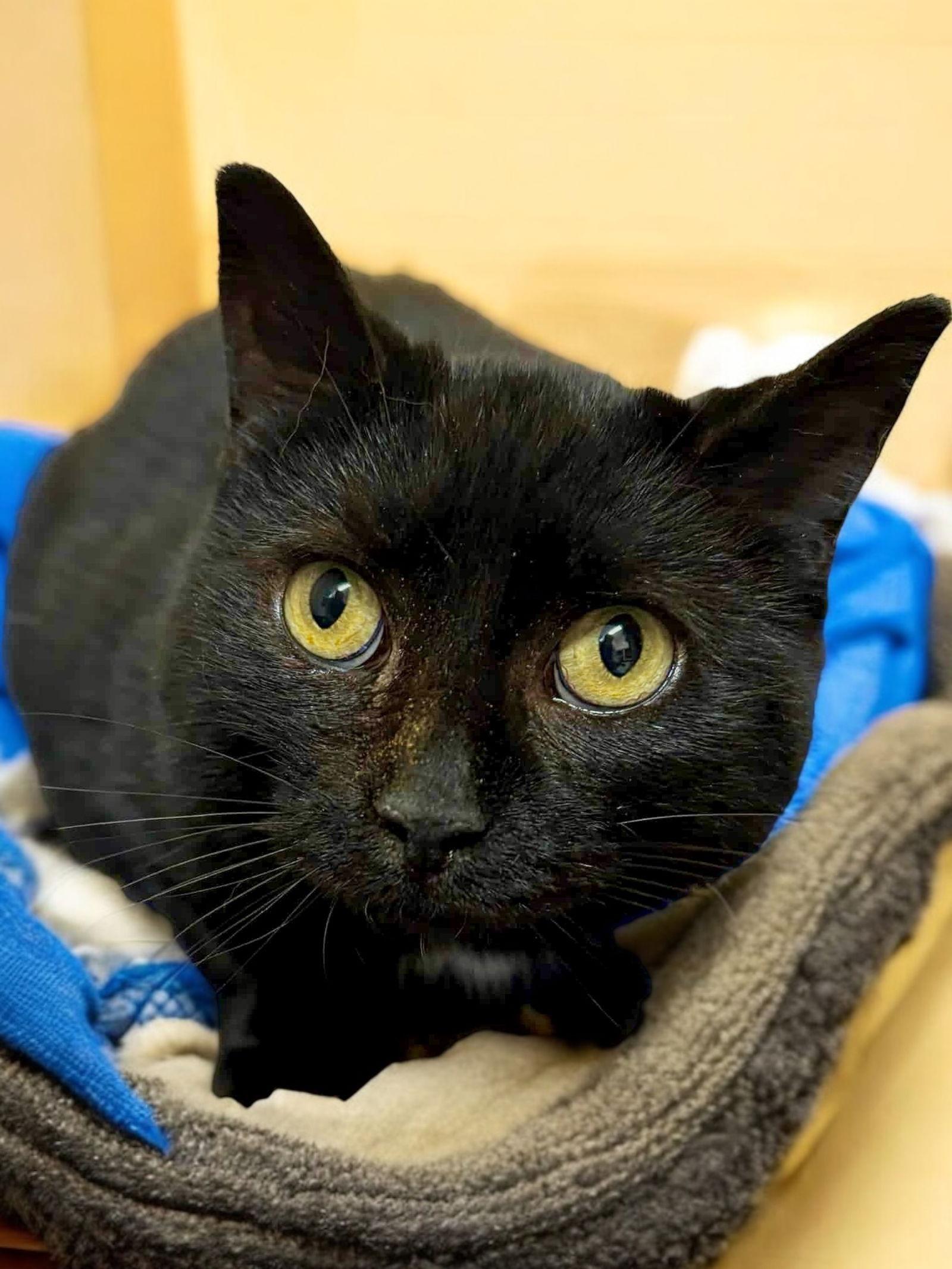 Veronica, a Adoptable Domestic Short Hair in Champaign, IL image 2/3