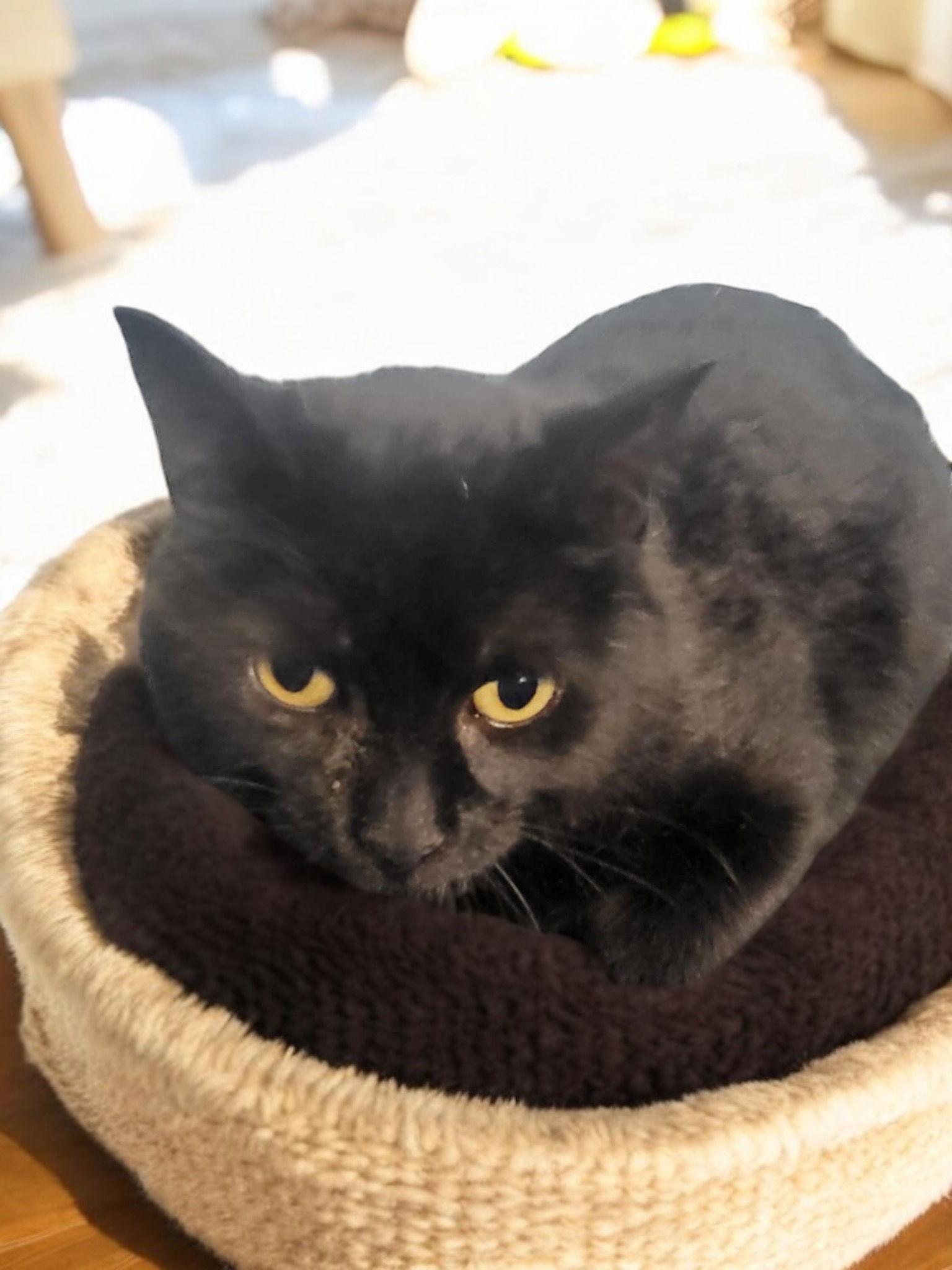 Veronica, a Adoptable Domestic Short Hair in Champaign, IL image 3/3