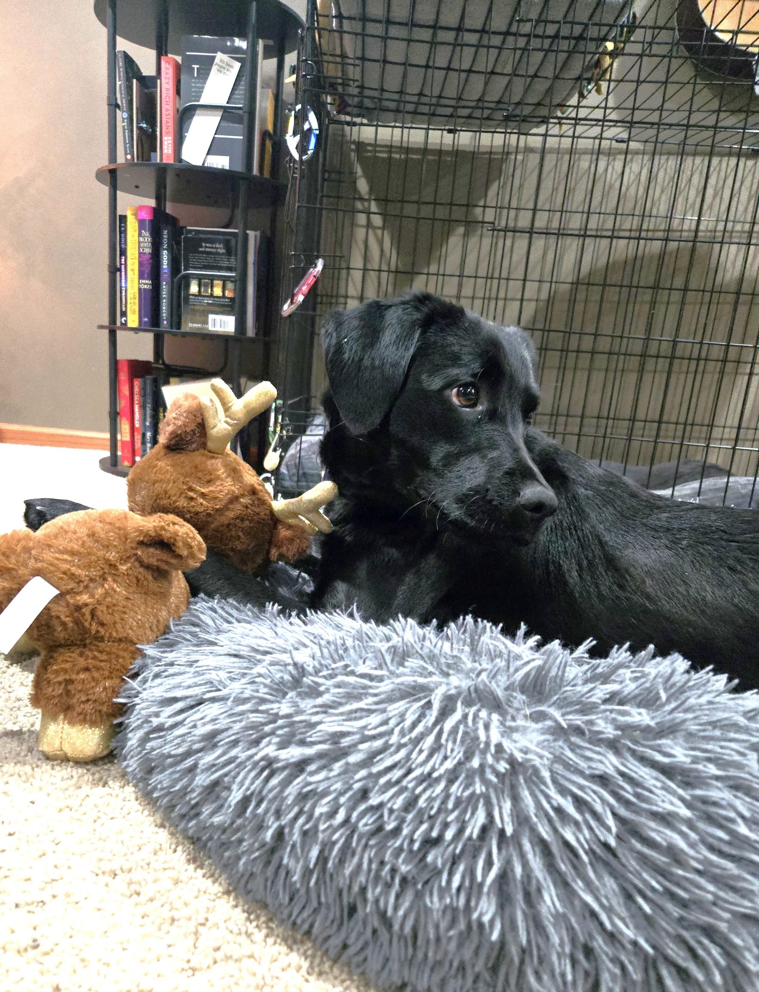 Enlarge Novalee, a ADOPTABLE mixed breed in Minneapolis, MN image 5/5