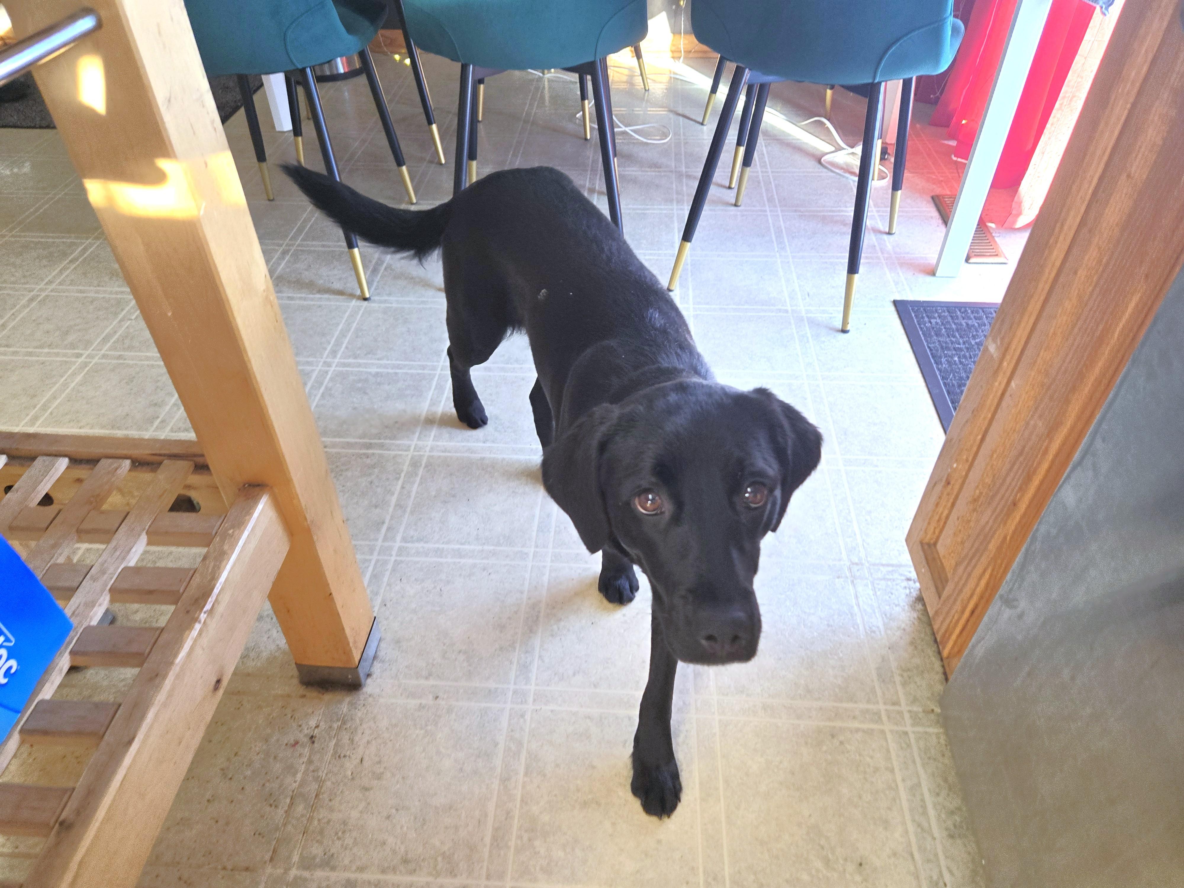 Enlarge Novalee, a ADOPTABLE mixed breed in Minneapolis, MN image 4/5