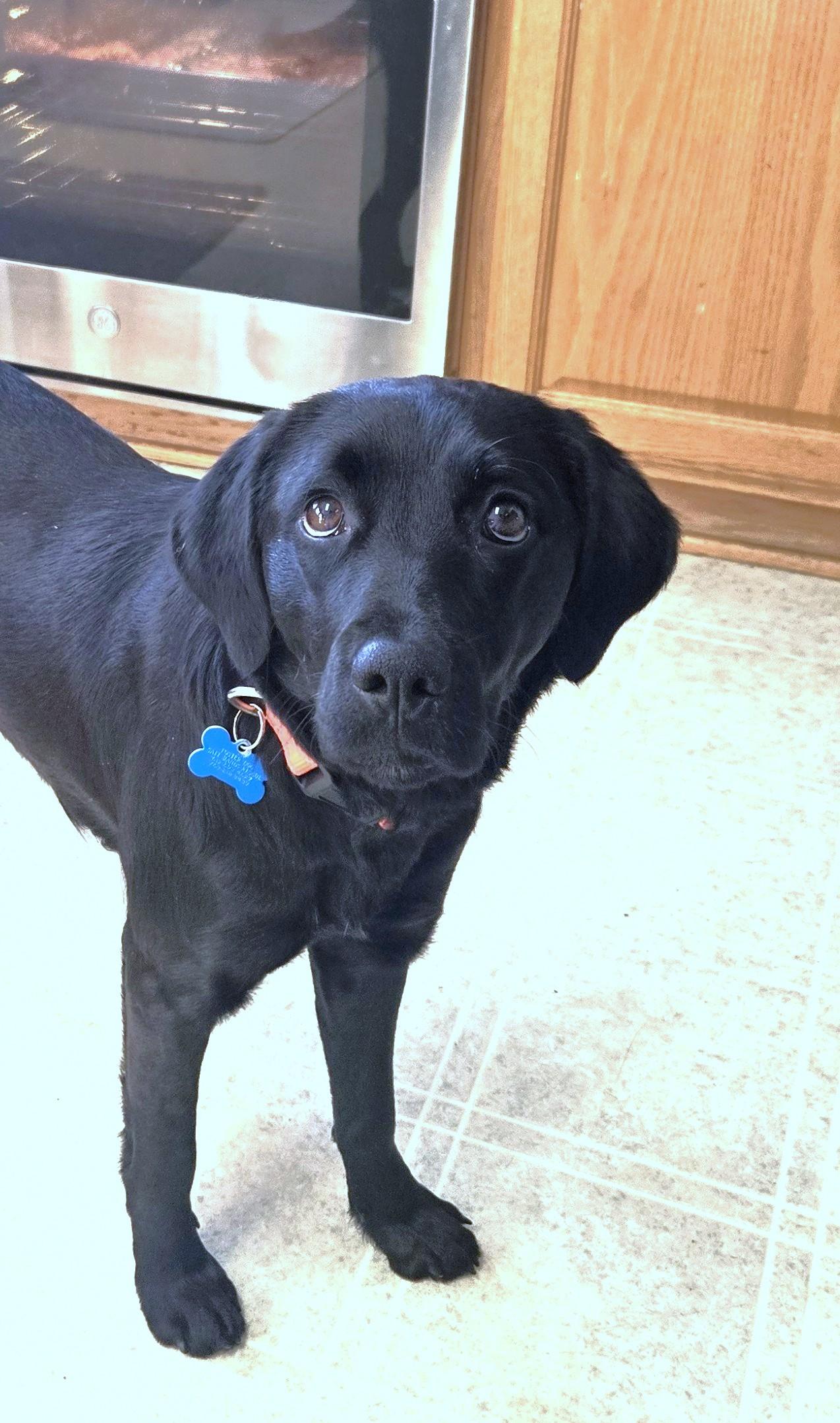 Novalee, ADOPTABLE, Young Female Retriever & Mixed Breed.