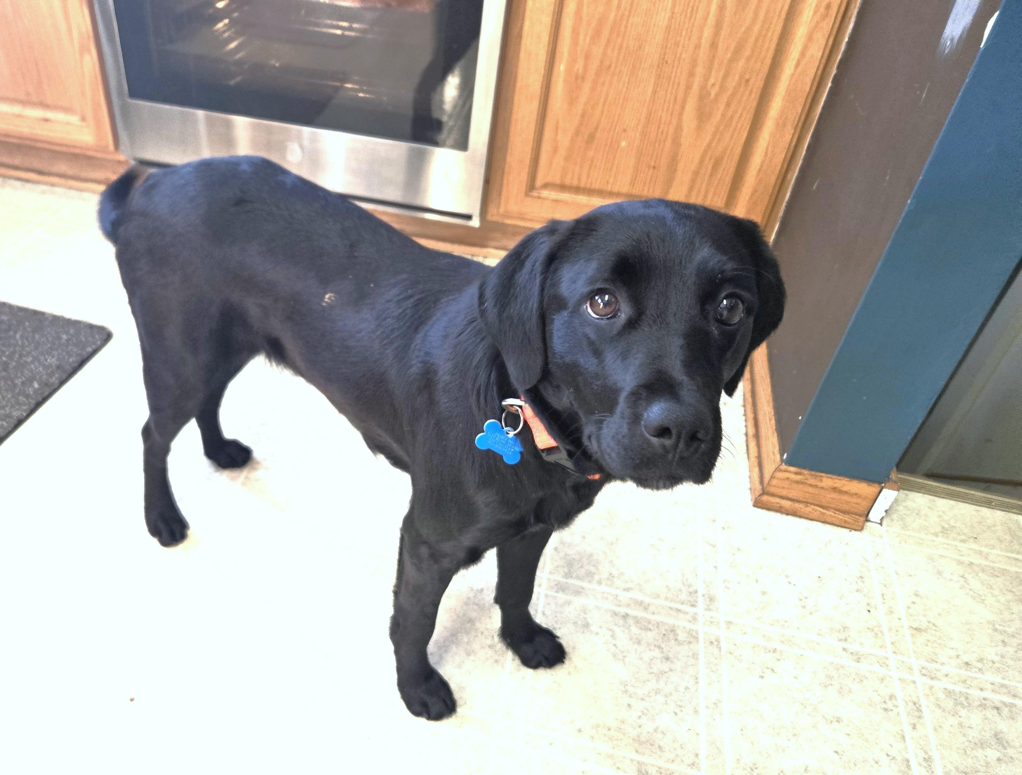 Enlarge Novalee, a ADOPTABLE mixed breed in Minneapolis, MN image 2/5