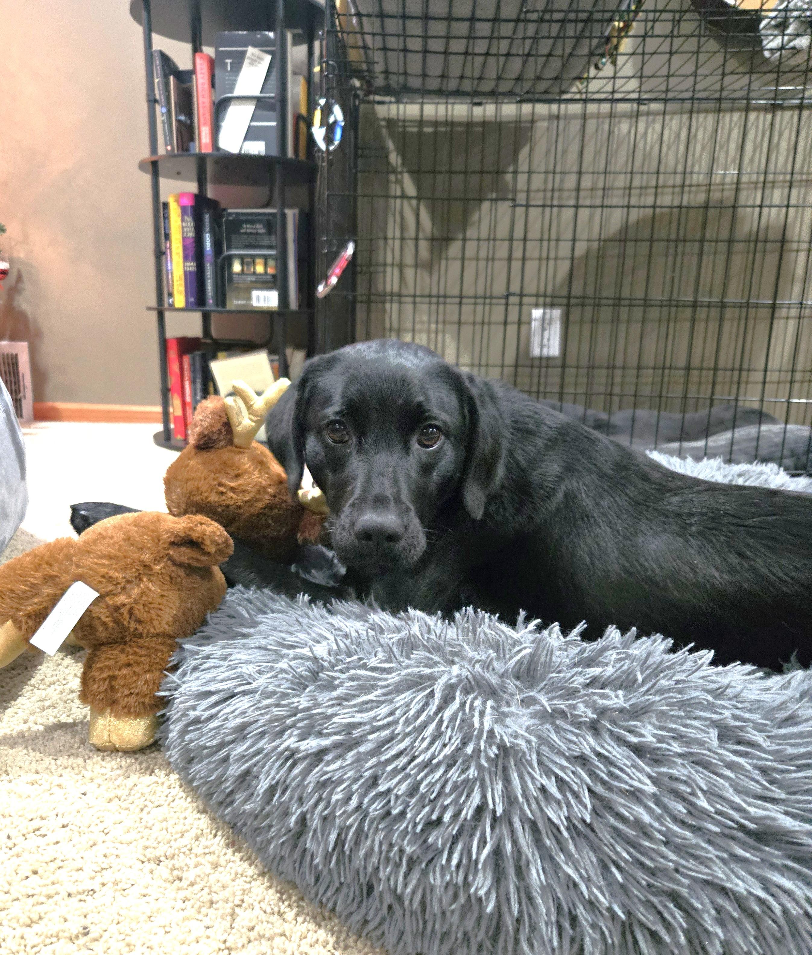 Enlarge Novalee, a ADOPTABLE mixed breed in Minneapolis, MN image 3/5