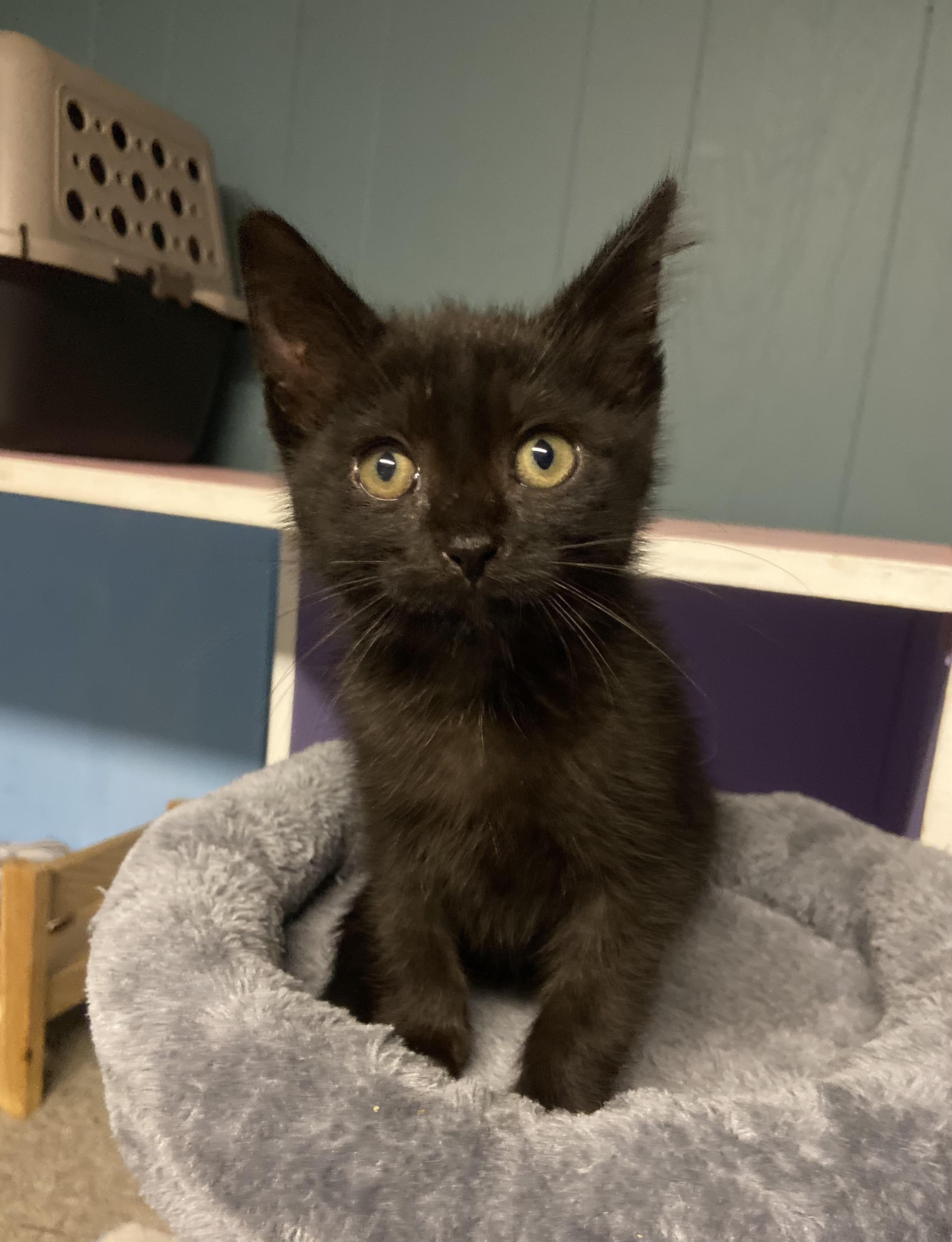 Enlarge Starlord, a Adoptable Domestic Short Hair in Toledo, OH image 1/1