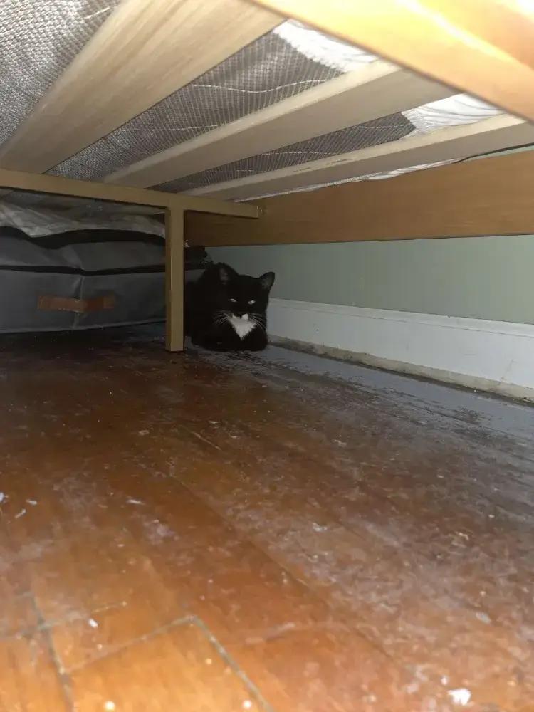 Peapod, Adoptable, Adult Female Domestic Short Hair.