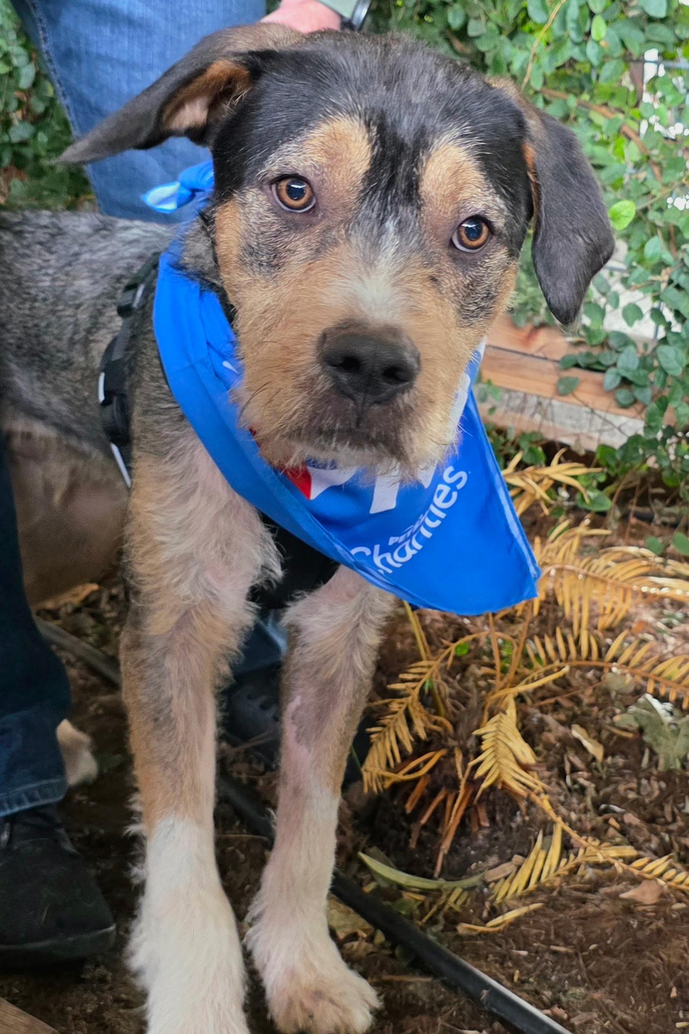 Enlarge Captain, an adopted mixed breed in Penryn, CA image 2/3