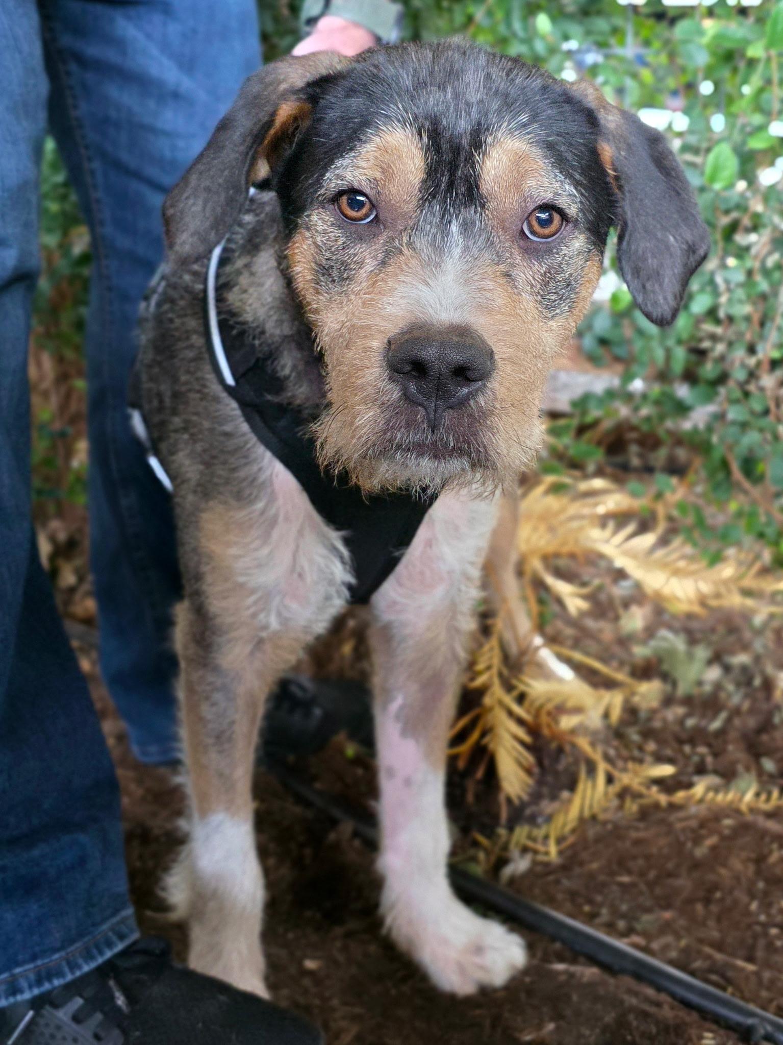Enlarge Captain, an adopted mixed breed in Penryn, CA image 1/3