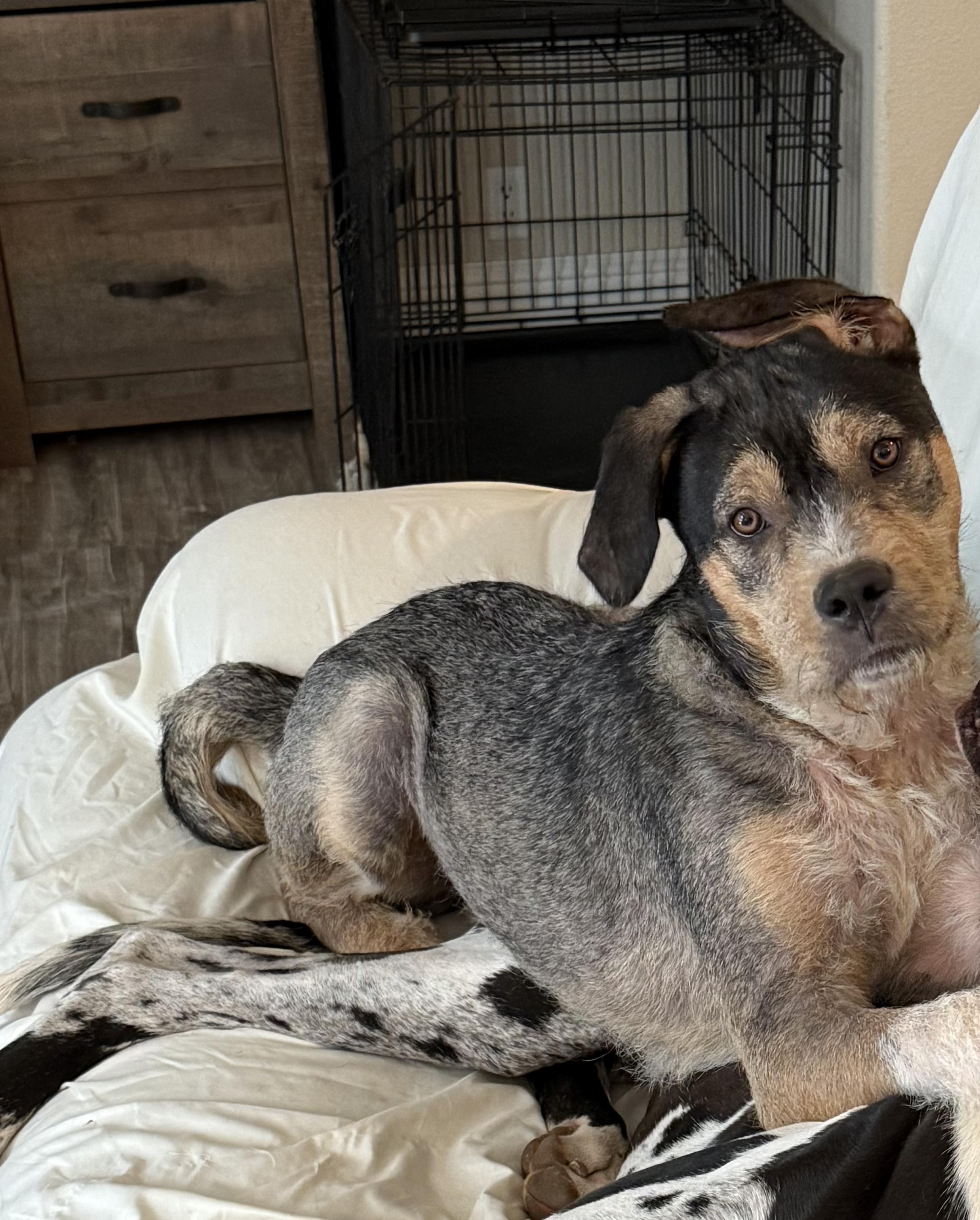 Enlarge Captain, an adopted mixed breed in Penryn, CA image 3/3