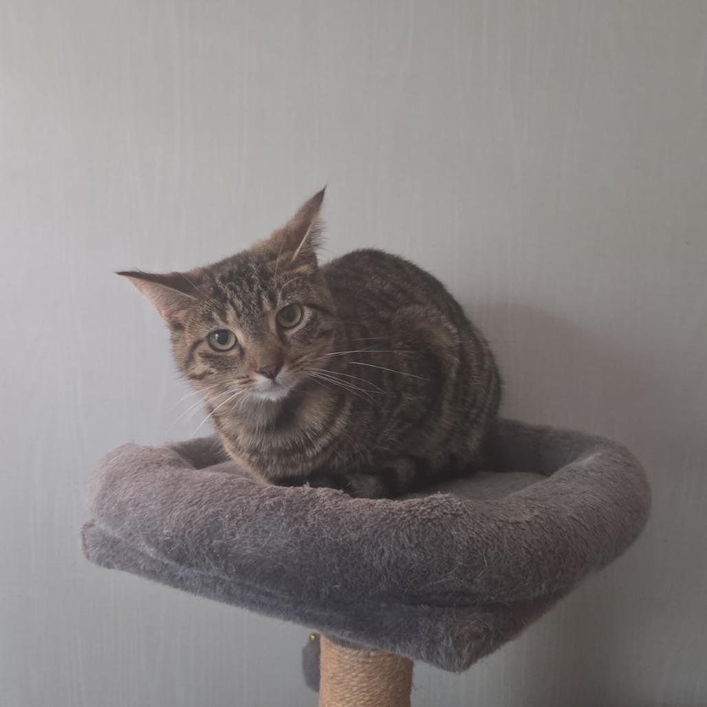 Bianca, Adoptable, Young Female Domestic Short Hair.