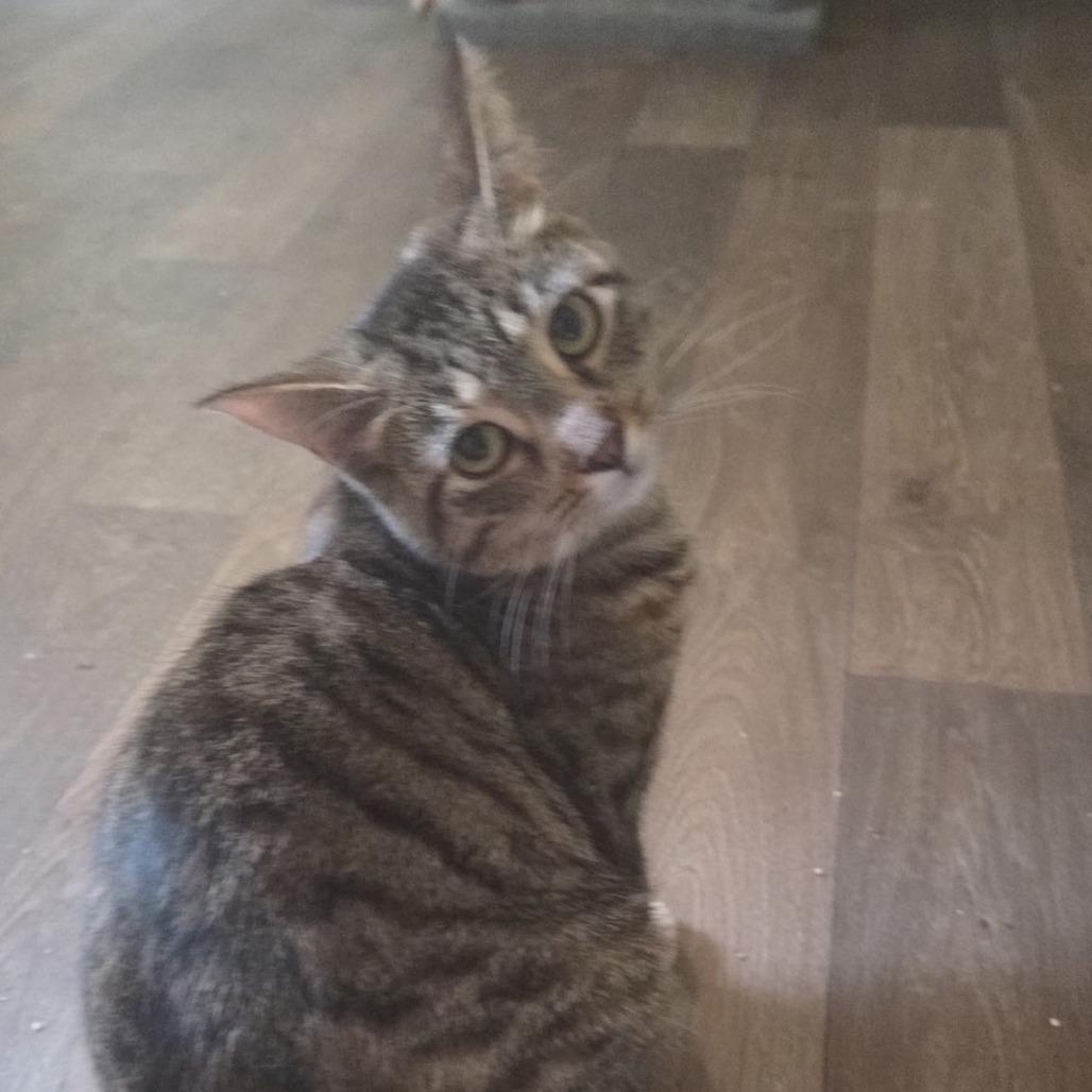 Enlarge Bianca, a Adoptable Domestic Short Hair in Melbourne, KY image 2/4