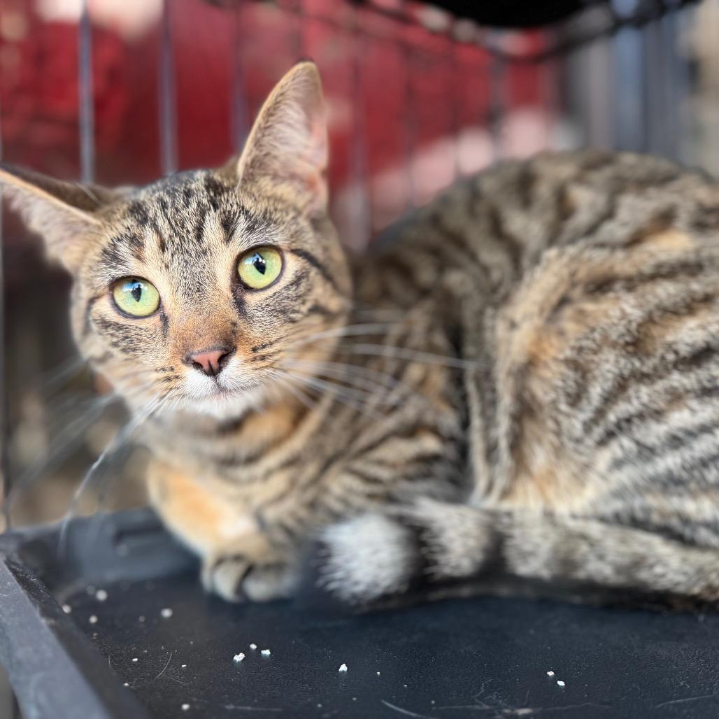 Enlarge Bianca, a Adoptable Domestic Short Hair in Melbourne, KY image 3/4